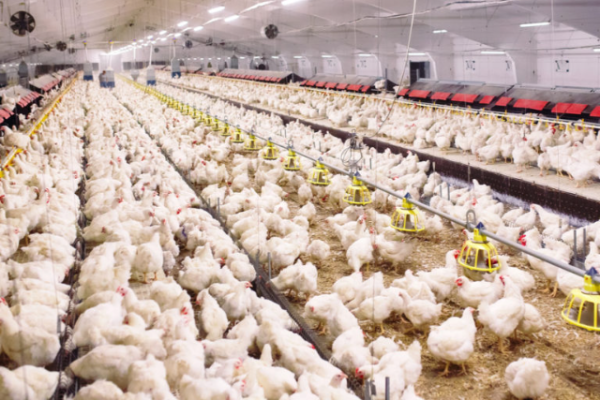 5 Jenis Bisnis Perdagangan untuk Usaha Menengah