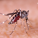 5 Cara Agar Tidak di Gigit Nyamuk